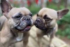 Coco-and-pup
