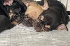 coco-pups-2