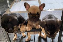coco-pups
