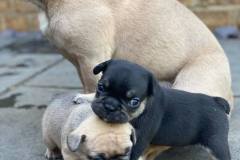 coco-with-2-pups